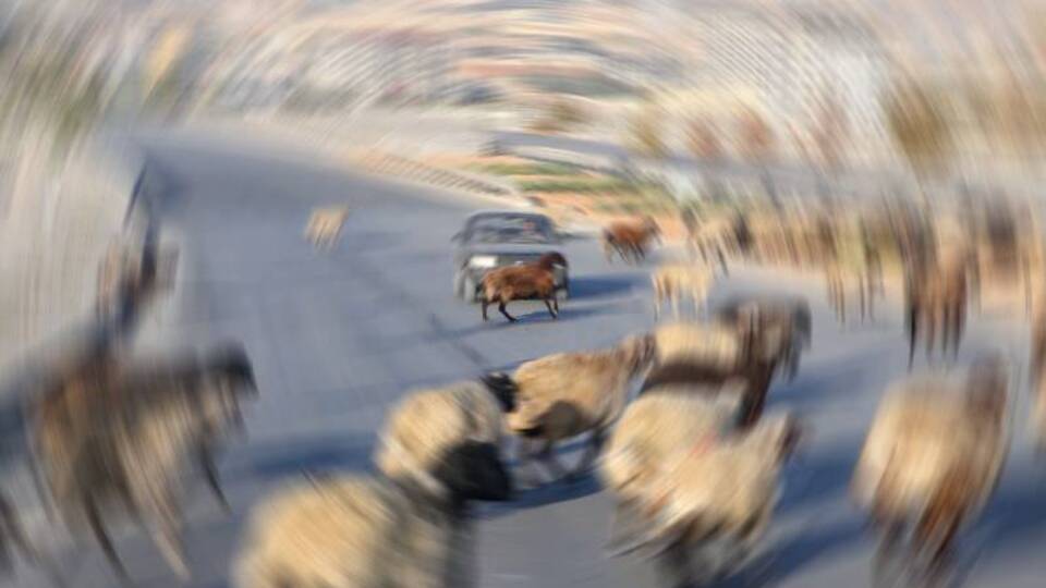 Koyun sürüsünün karıştığı kazada Yargıtay'dan flaş karar!
