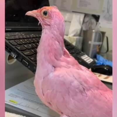 Pembeye boyanan güvercin böyle kurtarıldı!