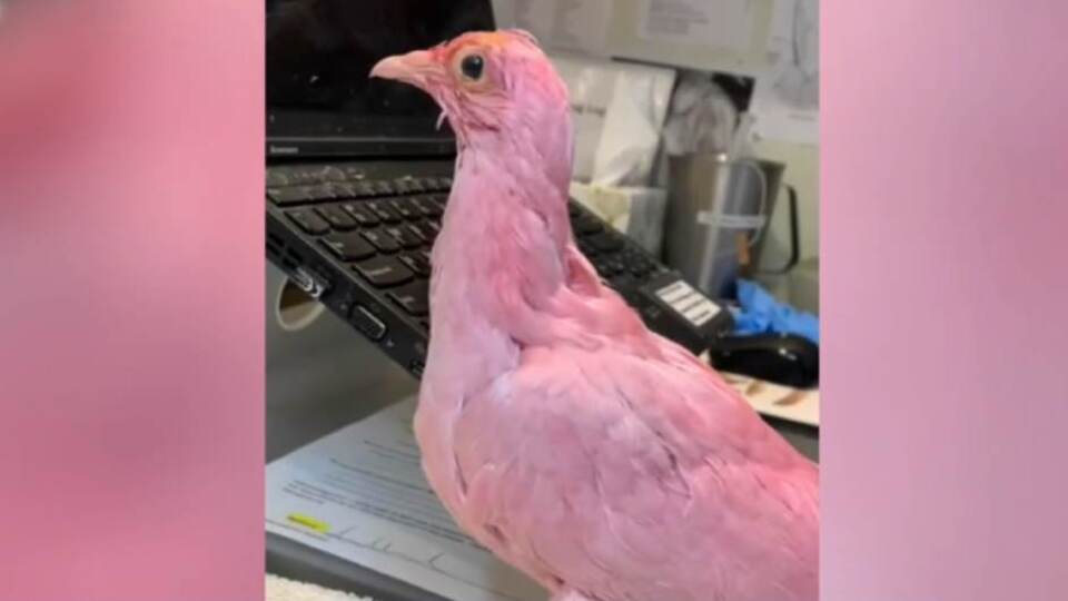 Pembeye boyanan güvercin böyle kurtarıldı!