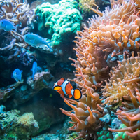 Tatlı su balıkları neden tuzlu suda yaşayamaz?