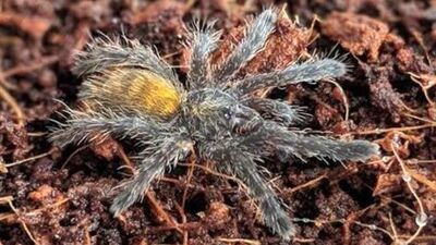 İnternette satılıyor! Çok zehirli! Cezası parmak ısırttı!