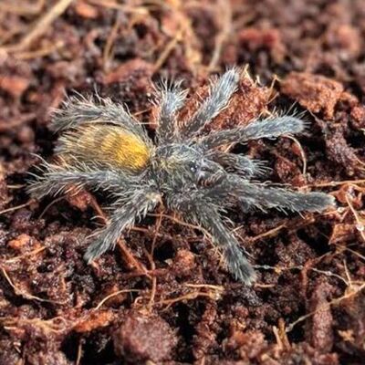 İnternette satılıyor! Çok zehirli! Cezası parmak ısırttı!