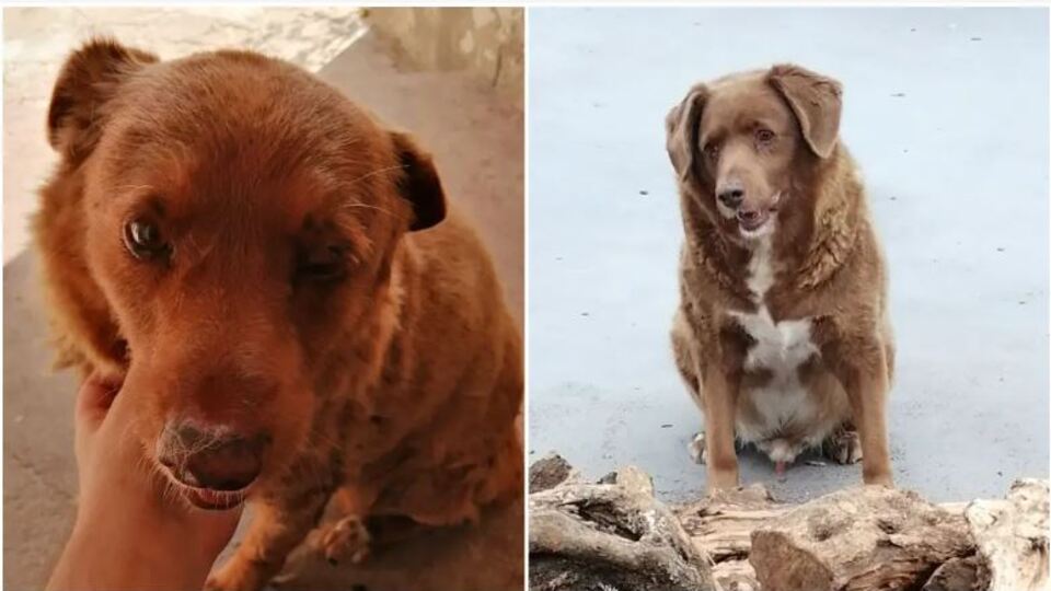 Dünyanın gelmiş geçmiş en yaşlı köpeği