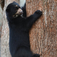 Ayıların bu davranışının sırrı çözüldü... Doğal kene kovucuymuş!