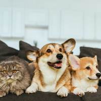 Deprem anında evcil hayvanı olanlar ne yapmalı?