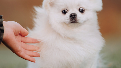Pomeranian Boo köpeği özellikleri ve bakımı nedir?