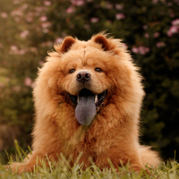Çin Aslanı bakımı ve özellikleri nelerdir?