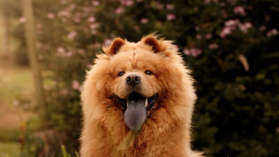 Çin Aslanı bakımı ve özellikleri nelerdir?