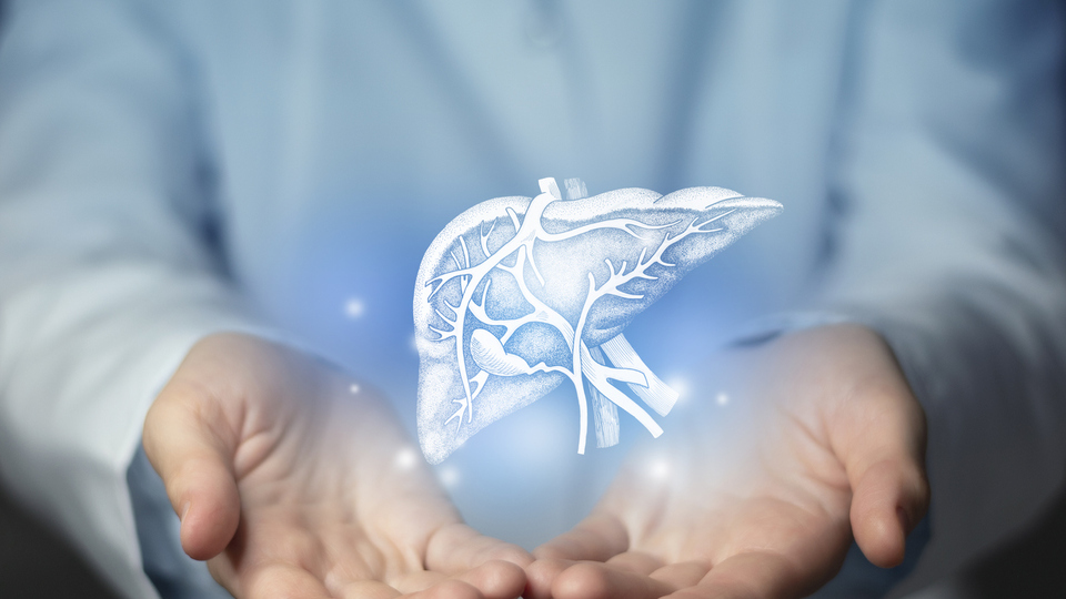 Karaciğer nerede, görevi nedir ve ne işe yarar?