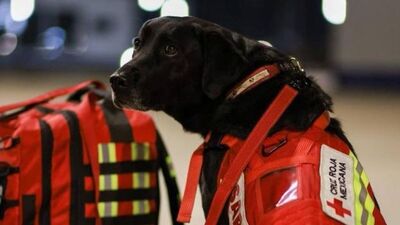 Meksika, meşhur arama kurtarma köpeklerini Türkiye'ye yolluyor