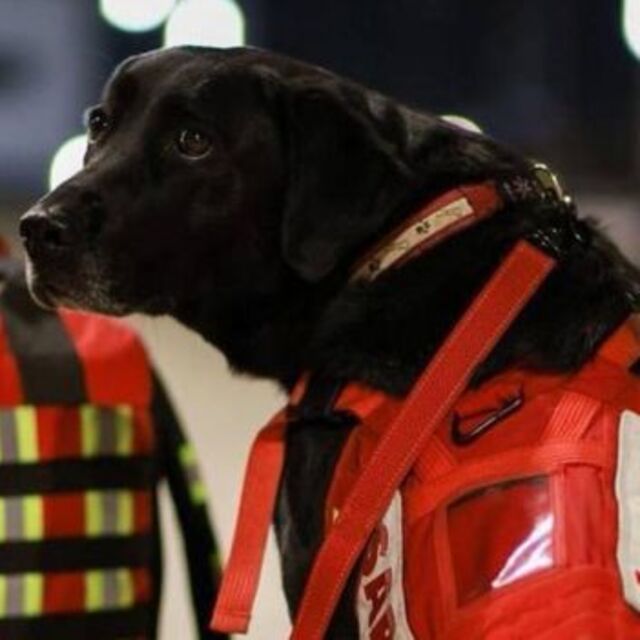 Meksika, meşhur arama kurtarma köpeklerini Türkiye'ye yolluyor