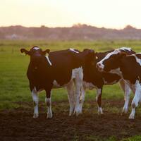 İnekler kaç yıl yaşar?