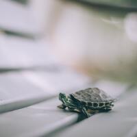 Kaplumbağa kaç yıl yaşar?