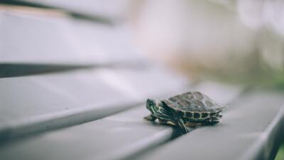 Kaplumbağa kaç yıl yaşar?