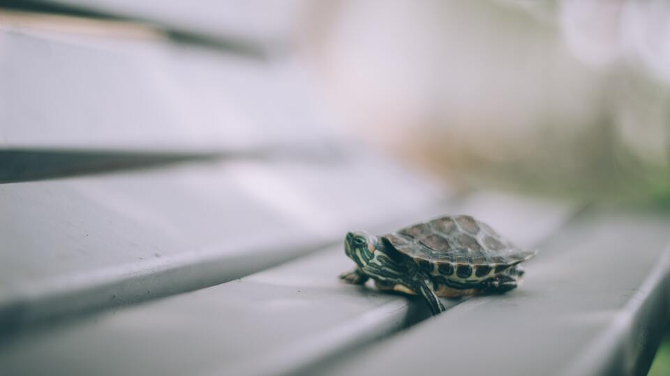 Kaplumbağa kaç yıl yaşar?