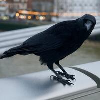 Kargalar kaç yıl yaşar?