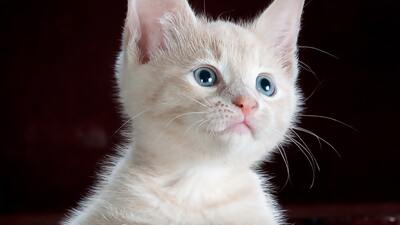 Kediler kaç yıl yaşar?