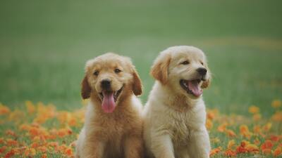 Köpekler kaç yıl yaşar?