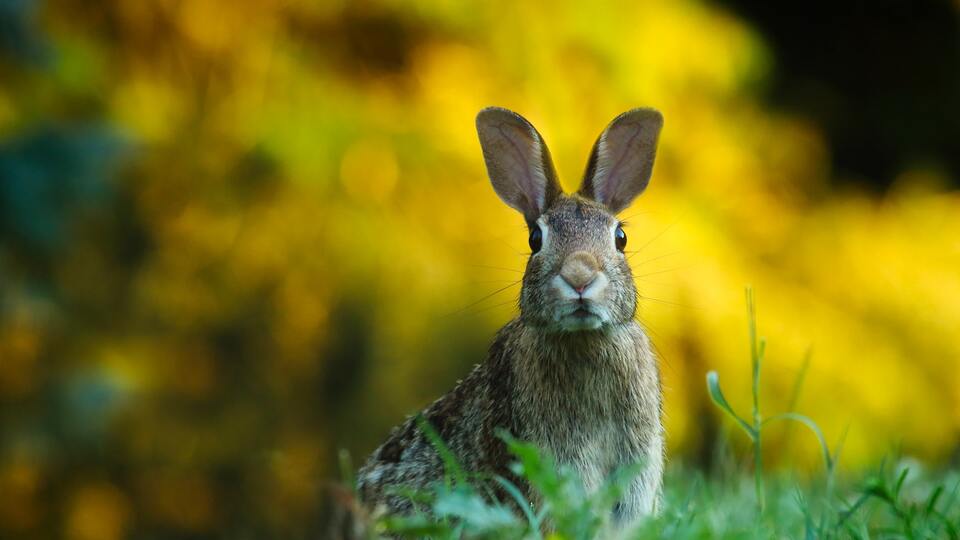 Tavşanın kaç ayağı var?