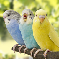 Muhabbet kuşları kaç yıl yaşar?