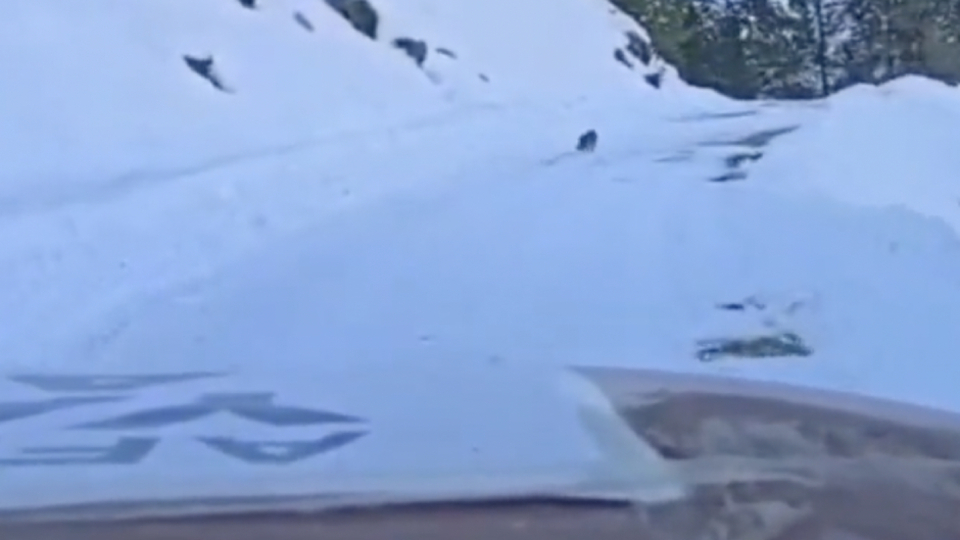 Yolunu kaybeden ekibi köye ulaştırdı