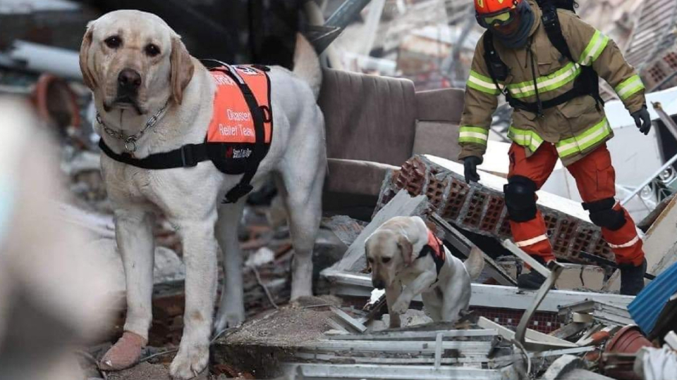 Ayaklarında bandajla çalışıyorlar