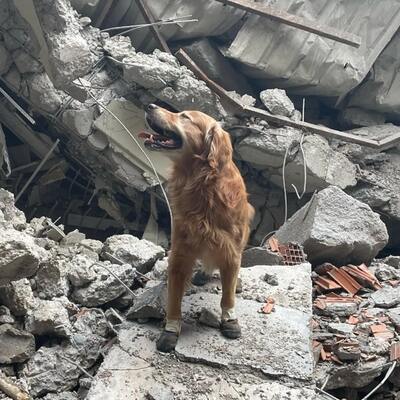 İsveçli arama kurtarma köpeği 17 kişiyi kurtardı