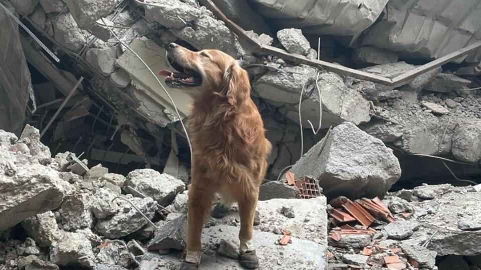 İsveçli arama kurtarma köpeği 17 kişiyi kurtardı