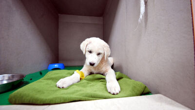 Enkazdan kurtarılan 100 evcil hayvan, Bursa'ya getirildi