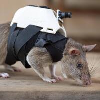 Bu fareler deprem için eğitiliyor