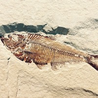 Balık fosilleri depremi tetikleyebilir