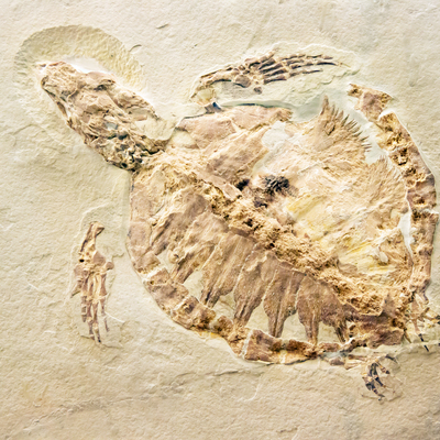 70 milyon yıllık kaplumbağa fosili bulundu