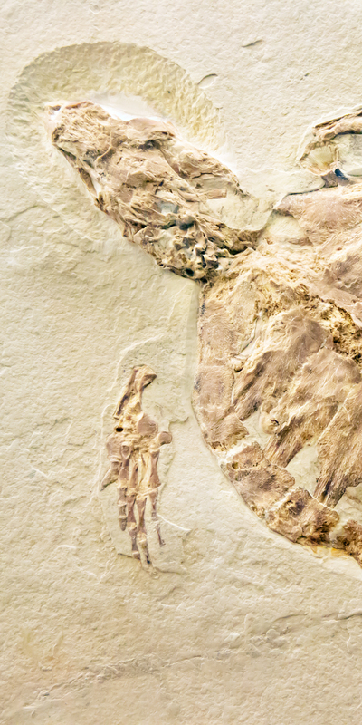 70 milyon yıllık kaplumbağa fosili bulundu