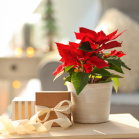 Salon bitkileri ve çiçekleri nelerdir?