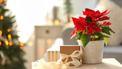 Salon bitkileri ve çiçekleri nelerdir?