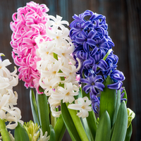 Sümbül nasıl bakılır?