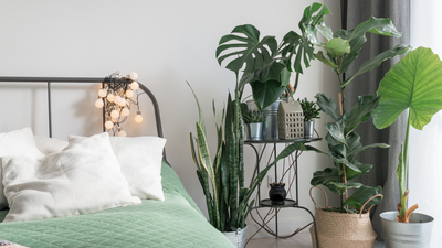 Yatak odası bitkileri ve çiçekleri