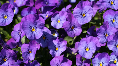 Menekşe nasıl bakılır?