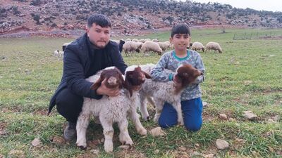 Enkaz altında kalan 9 kuzu 11 gün sonra kurtarıldı