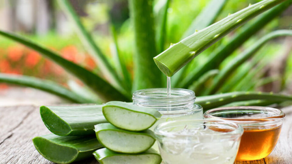 Aloe vera nasıl bakılır?