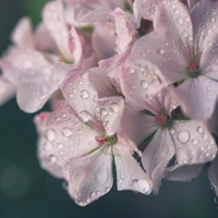 Sardunya nasıl bakılır?