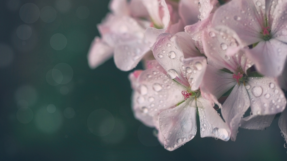 Sardunya nasıl bakılır?