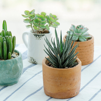 Sukulent nasıl bakılır?