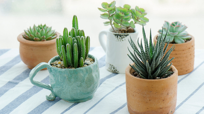 Sukulent nasıl bakılır?