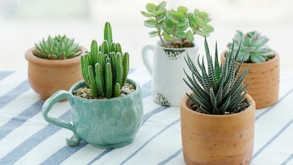 Sukulent nasıl bakılır?