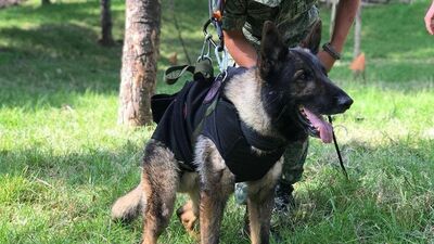 Kahraman köpek Proteo'nun adı Kocaeli'de yaşayacak