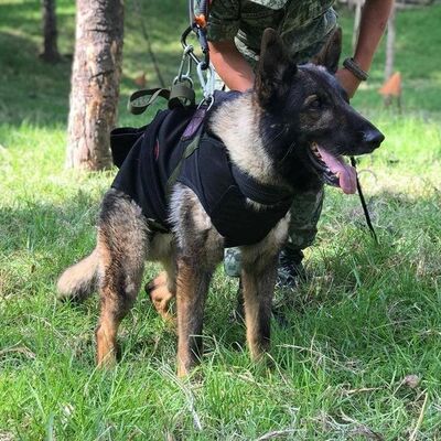 Kahraman köpek Proteo'nun adı Kocaeli'de yaşayacak