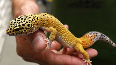 Araştırma ortaya koydu... Kokuyla ayırt ediyorlar!