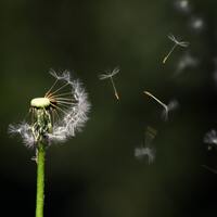 Karahindiba çayı nasıl tüketilir?