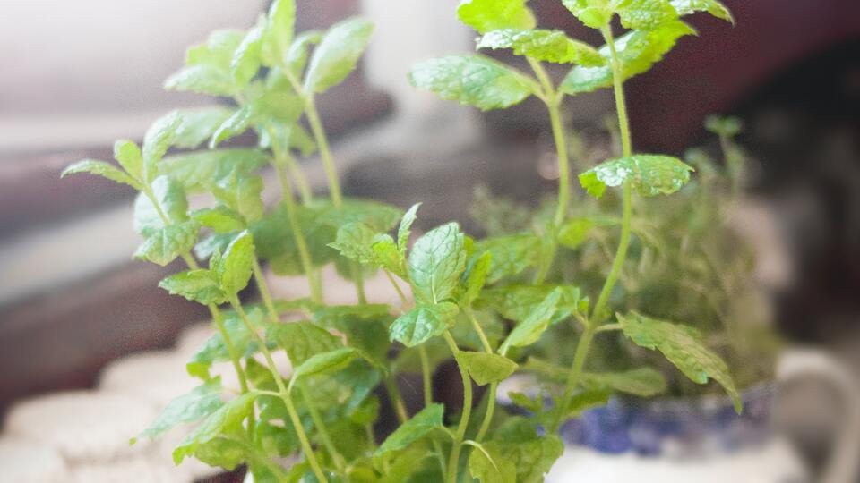 Kekik suyu nasıl tüketilir?